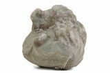 Bargain, Enrolled Asaphus Trilobite - Russia #363246-2